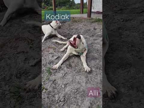 Alli, an adopted Dogo Argentino in Tampa, FL_image-1