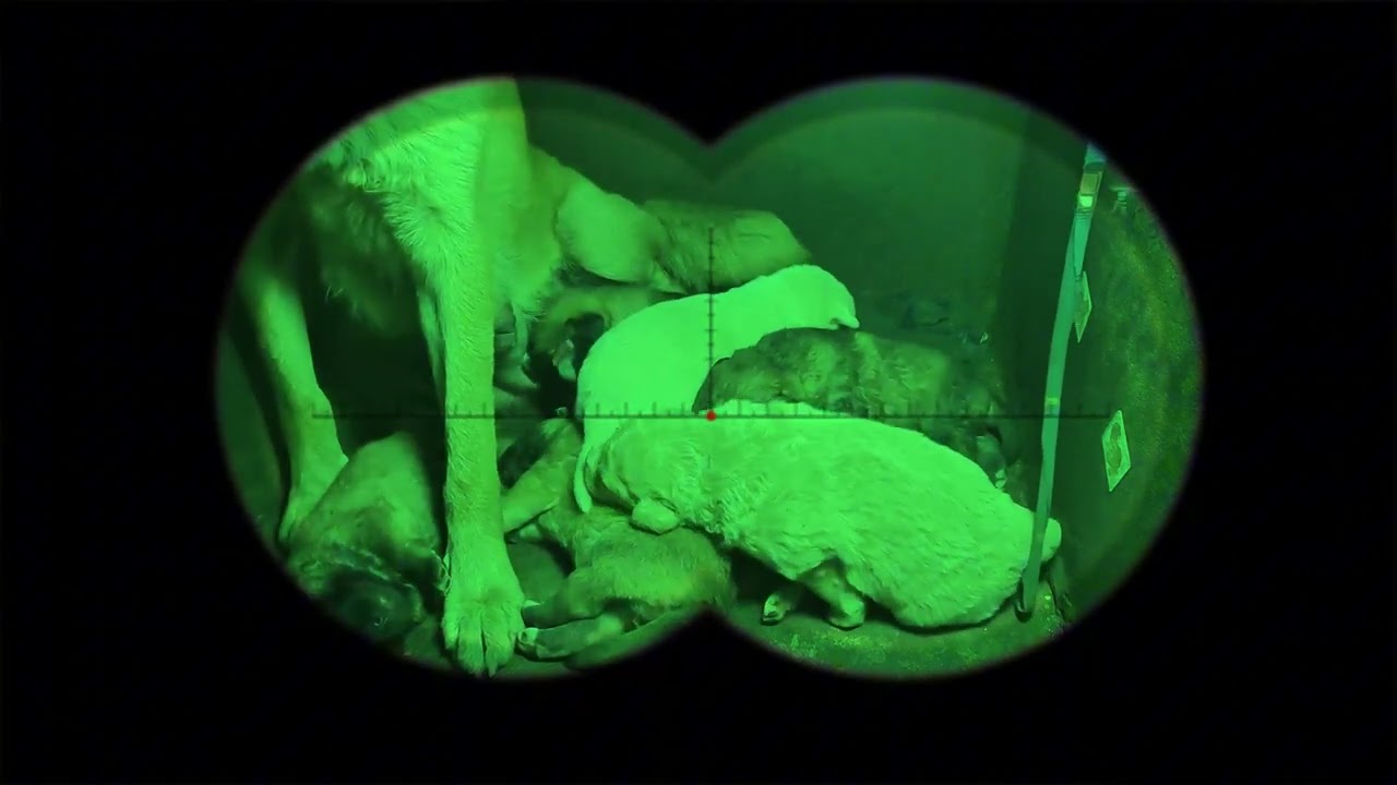 Sweet Hungry Puppies Drinking Milk - Must-See Cute Feed Time!