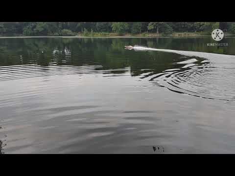 Pro Boat Blackjack 42 First Runs with Custom Prop|Stock Electronics 8s!!