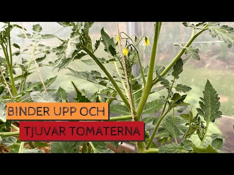 Binder upp och tjuvar TOMATERNA - Så här gör jag rent praktiskt med uppbindningen varje vecka