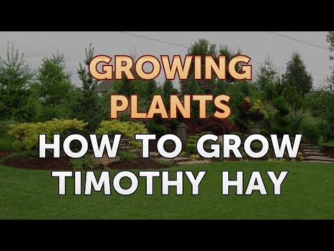 How to Nurse a Dying Ivy Plant Back to Life