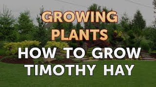 How to Grow Timothy Hay