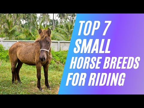 , title : 'Top 7 Small Horse Breeds for Riding'