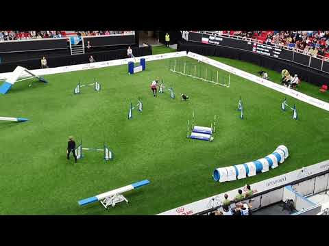 APPLAUSE Iwona Golab Large Agility AWC 2019