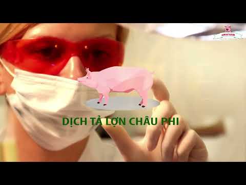 6 không và 9 biện pháp kiểm soát dịch tả heo Châu Phi