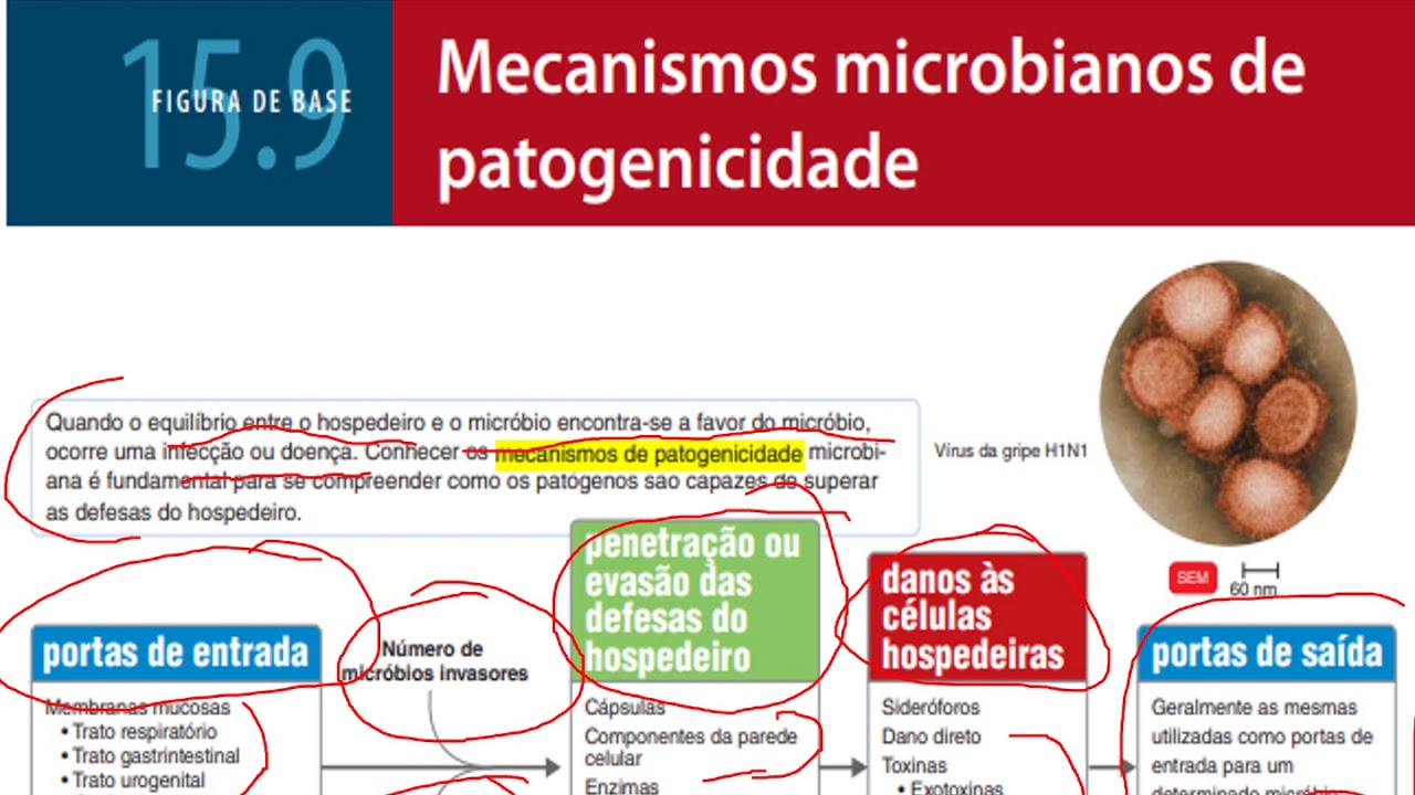 Bacteriologia  Aula 6  Mecanismos de patogenicidade e fatores de virulência