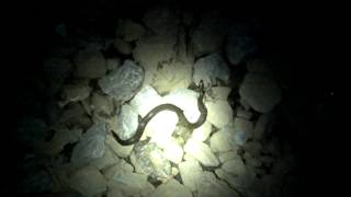 preview picture of video 'Water Moccasin (1) - Cedar City Trail, Lebanon, TN'