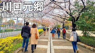 【川口元郷】地味な駅だと思ってたら…春だけ別世界だった 埼玉県川口市 川口元郷駅 桜の名所 散策