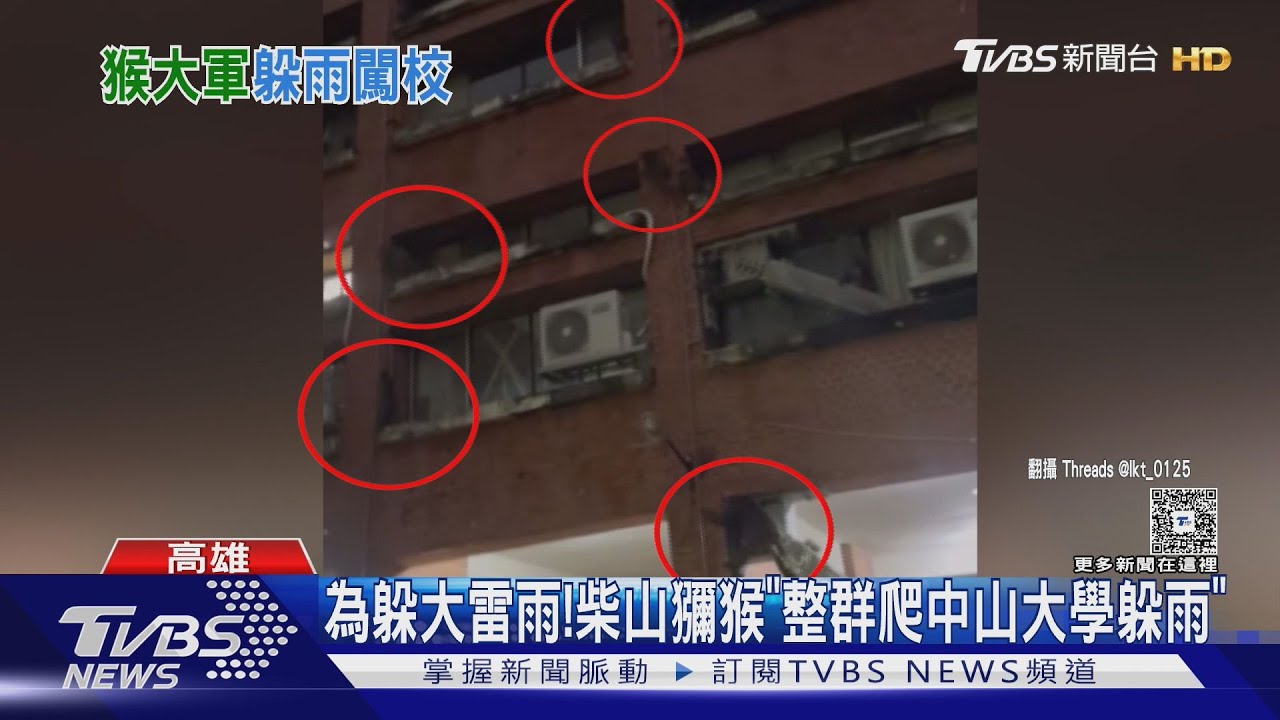 柴山猴「整群爬中山大學躲雨」! 學生當場嚇壞