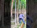 Shovel harvesting sugarcane: A tropical crop for sugar and alcohol, rich in sugar and valuable