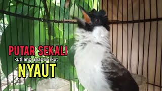 Download lagu Suara Burung Kutilang Mengajak Lawan Untuk Bunyi Jadikan Kutilang Pemalas Ikut Nyaut mp3