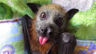 Miss Freya&#39;s lip smacking pear