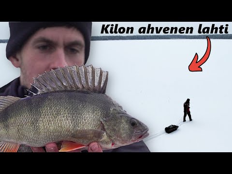 ISOT AHVENET PAIKALLISTETTU | Ahvenen pilkintää merellä