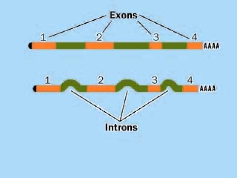 Posttranskriptionelle Modifikation mRNA | RNA-Verarbeitung