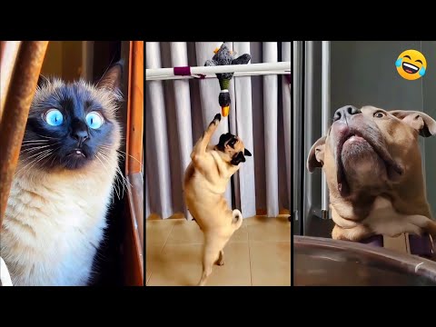 Funny ANIMALS videos 😂 Funniest CATS😺 and DOGS🐶 2026