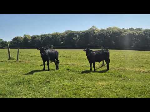 10 Aberdeen Angus Bullocks - Image 2