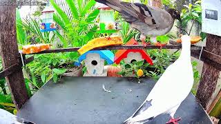 Beija Flores e Pombas se alimentando