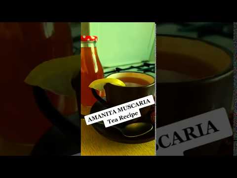 How to make Amanita Muscaria mushroom tea ?