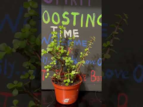 ELEPHANT PLANT AFTER A DAY AT THE GARDEN SPA #SHORTS