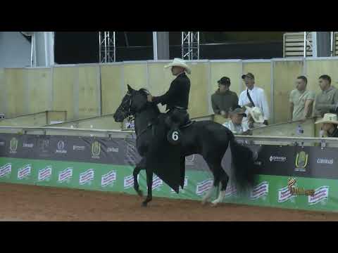 BOSCO DE LA BENDICION, CAMPEÓN JOVEN PASO FINO COLOMBIANO COPA SUR OESTE TITIRIBI GRADO B 2026