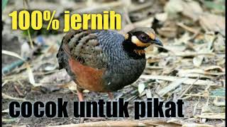 Download lagu suara MP3 pikat puyuh gong gong  puyuh hutan ,sangat ampuh untuk pikat mp3