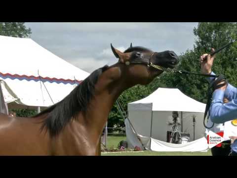 N.103 AL PICASSO - Ströhen 2016 B-Show - Yearling Colts (Class F)