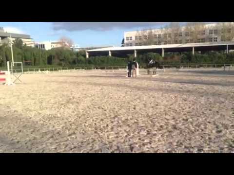 5j Holsteiner Hengst Larimar