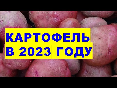 , title : 'Особенности выращивания картофеля в 2023 году'