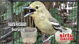 Download lagu KICAUAN SUARA BURUNG SIRTU GACOR PAS BUAT PANCINGAN mp3