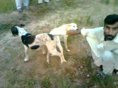 somra mina nak halak di