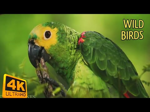 Tropical Birds with Names and Sounds in 4K - Scenic Relaxation Film