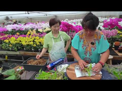 , title : 'Norman Fang Live!  Episode 101 Orchid Culture and Mounting Orchids'