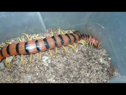 Stonožka tanzánijská (Scolopendra morsitans) — video o chove a starostlivosti