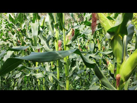 , title : 'Tu veux obtenir 15 tonnes de maïs à l'hectare, regarde cette vidéo'