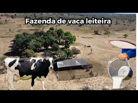 Fazenda de 205 hectares à venda em Riachão das Neves-Bahia