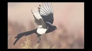 Radiohead - All I Need Outro Extended Version (HQ)