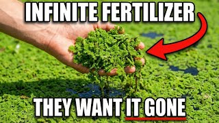 It Doubles Every 3 Days and Replaces Fertilizer — Why Do We Call It A Weed?