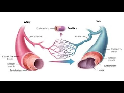 ❋ Varicose and Spider Veins Removal ~ Healthy Circulation + Blood Flow + Joint Pain ~ Rain Sounds