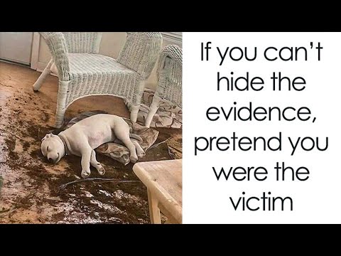 Lustige Tierfotos, die dich deine Lieblinge noch mehr begeistern werden