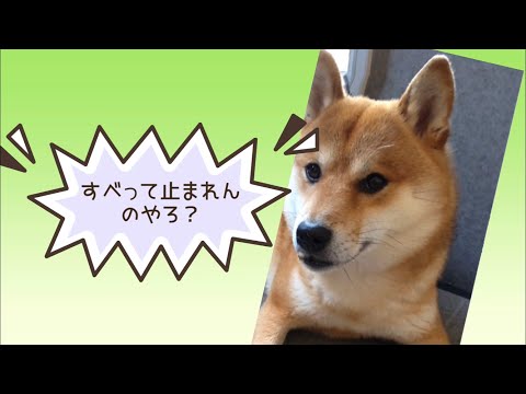 ワンワンU・x・Uお悩み相談室9️⃣1️⃣〜鯖江市の「そらくん」#冬用タイヤ の交換はお早めに