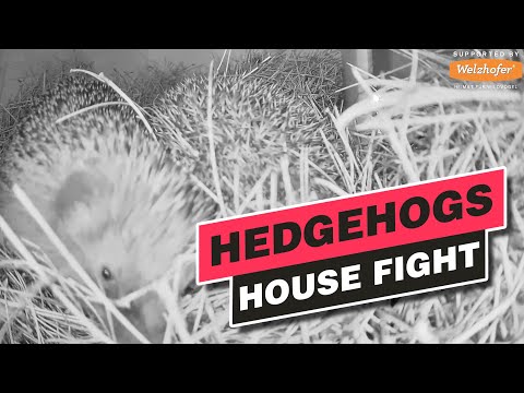 Hedgehogs fight for the House - Recke, Germany - July 24, 2021