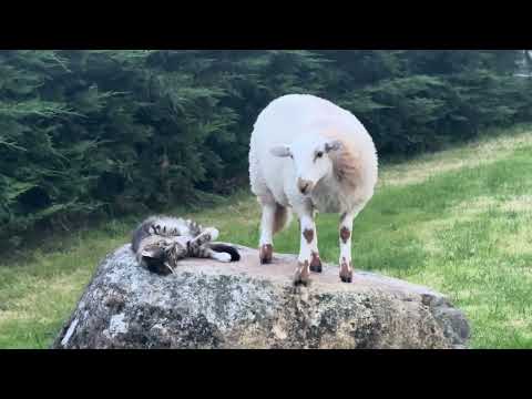 Lamb And Cat Decide To Share The Rock 