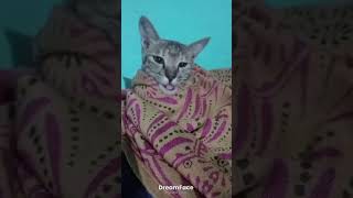 Download lagu Sir situ bilaar singing a song #cat #cuteecats #cuteanimal #catlover #catmusic mp3