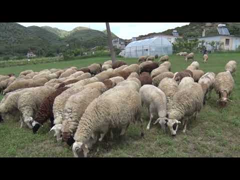 “Emigrojnë” edhe bagëtitë! Në Elbasan, në një vit mungojnë 22 000 krerë