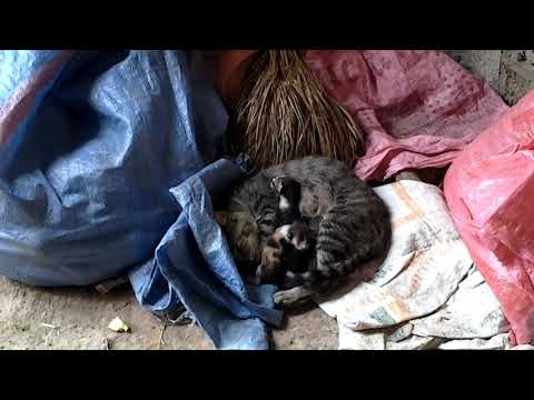 Les petits chat de nihal