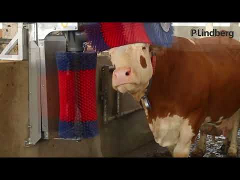 Koborste - HappyCow Duo