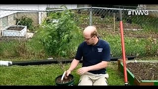How to Plant a Cherry Bush Straight to the point The Wisconsin Vegetable Gardener