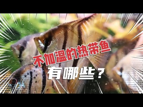 養熱帶魚