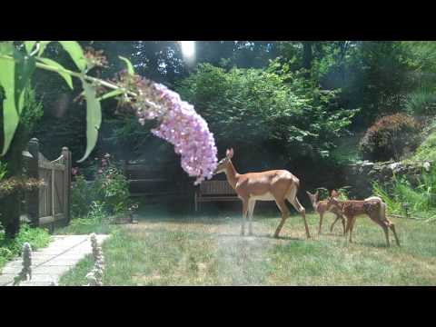 Mama Daisy arrives to visit baby deer Tulip and Lily.MP4