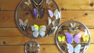 Someone Like You Cover